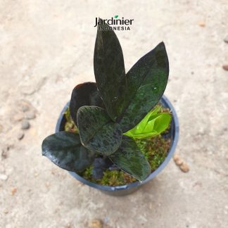 Zamioculcas Zamiifolia Raven