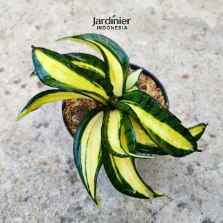 Sansevieria Golden Wendy