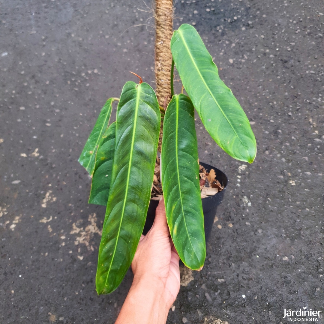 Philodendron patriciae #1640