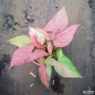 Syngonium Pink Salmon