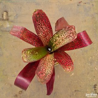 Bromeliad Billbergia Hallelujah