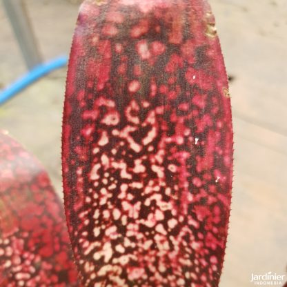 Bromeliad Billbergia Hallelujah - Image 2