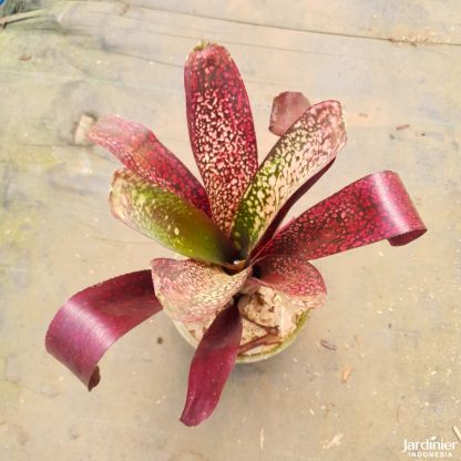 Bromeliad Billbergia Hallelujah - Image 3
