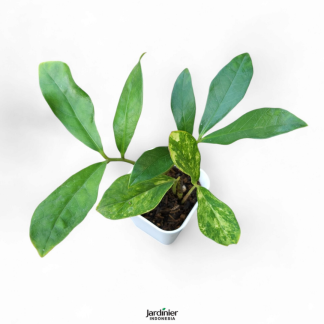 Zamioculcas Zamiifolia Variegata Wild Form