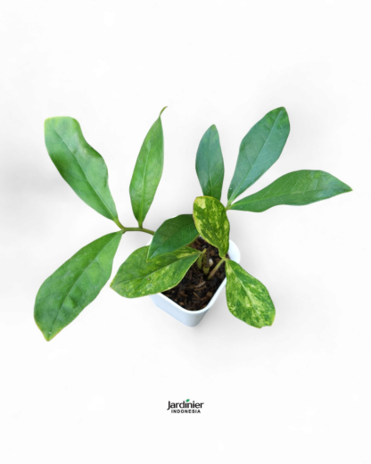 Zamioculcas Zamiifolia Variegata Wild Form