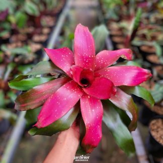 Bromeliad Red Dunhill