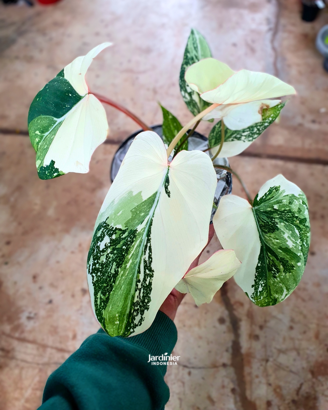 Philodendron Gloriosum Tricolor