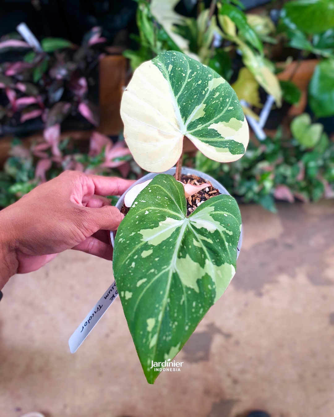 Philodendron Gloriosum Tricolor  Jardinier Indonesia