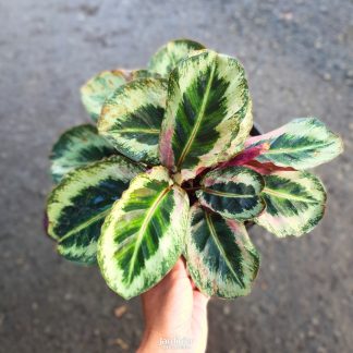 Calathea Angela Mottled