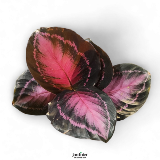 Calathea Roseopicta X