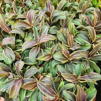 Cordyline Fruticosa Chocolate Queen