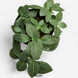 Fittonia Albivenis Green
