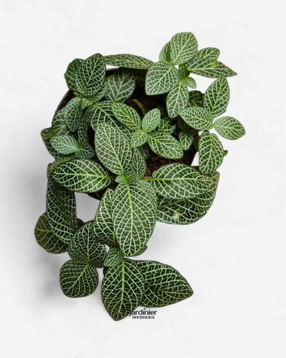 Fittonia Albivenis Green