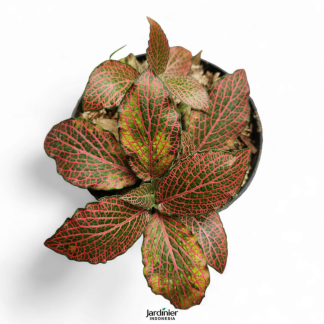 Fittonia Albivenis Red
