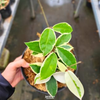 Hoya Carnosa Variegata