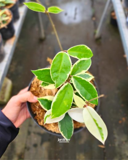 Hoya Carnosa Variegata
