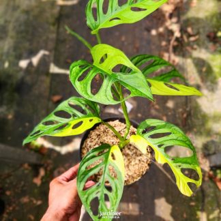 Monstera Adansonii Aurea Variegata