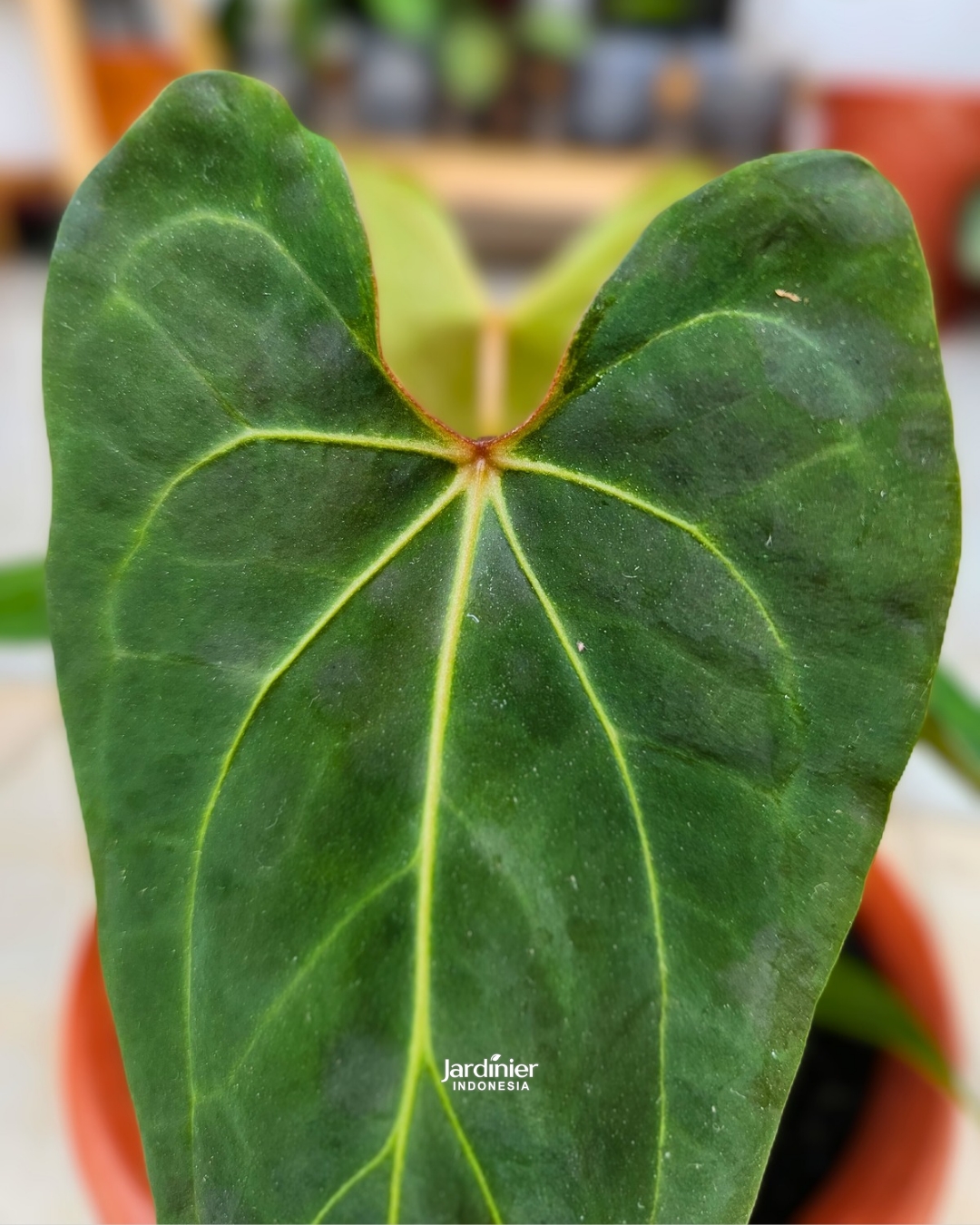 Anthurium Papillilaminum x Forgetii - Image 3