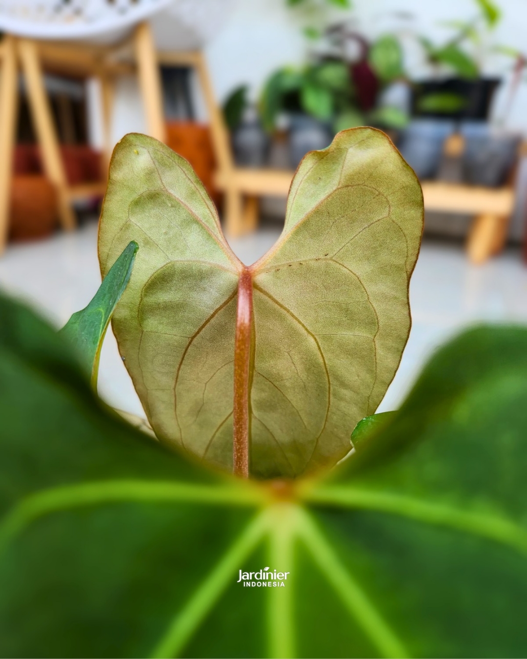 Anthurium Papillilaminum x Forgetii - Image 4