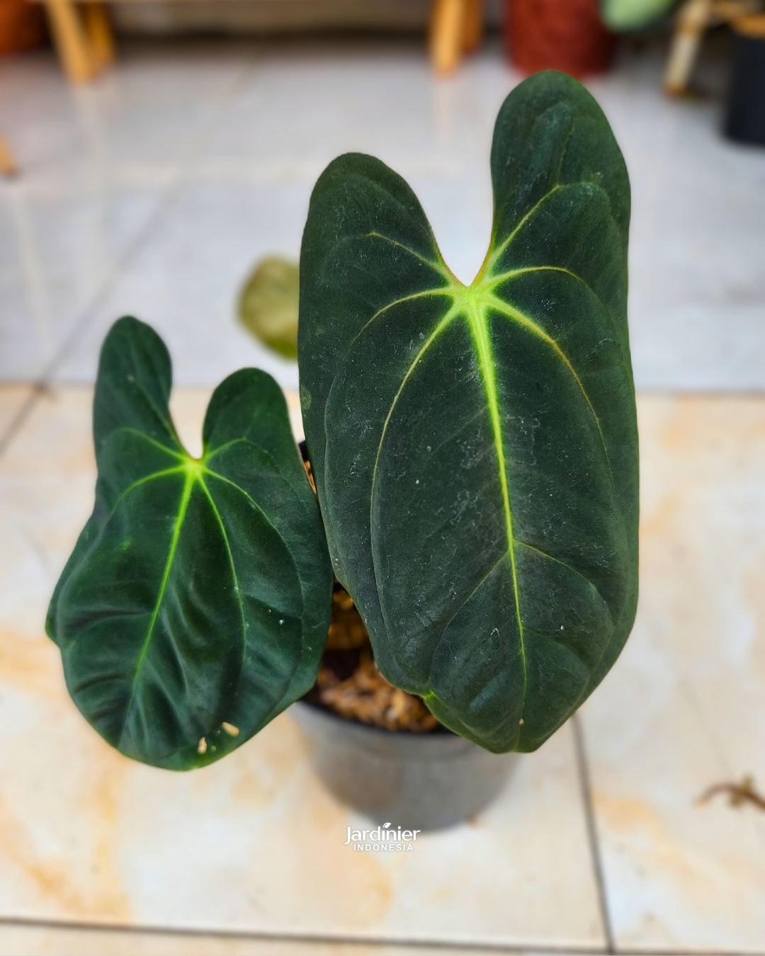 Anthurium Dark Phoenix - Image 2