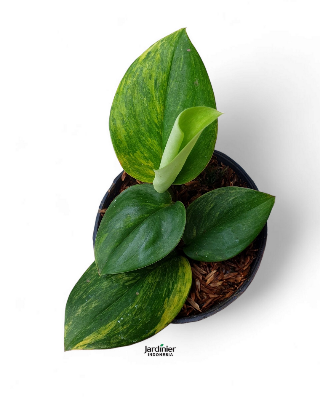Scindapsus Rubicon - Image 3
