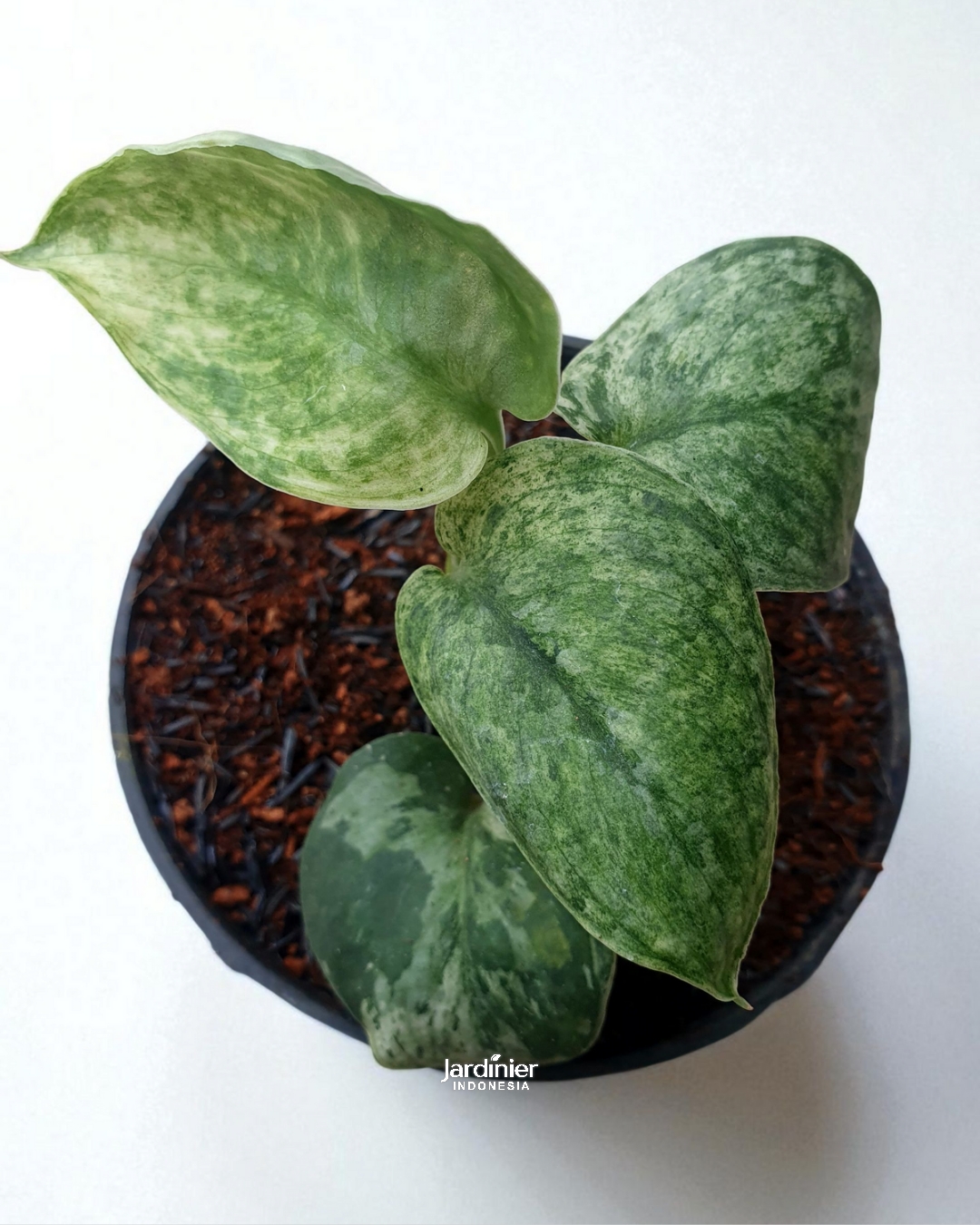 Scindapsus Jade Satin Marble Queen