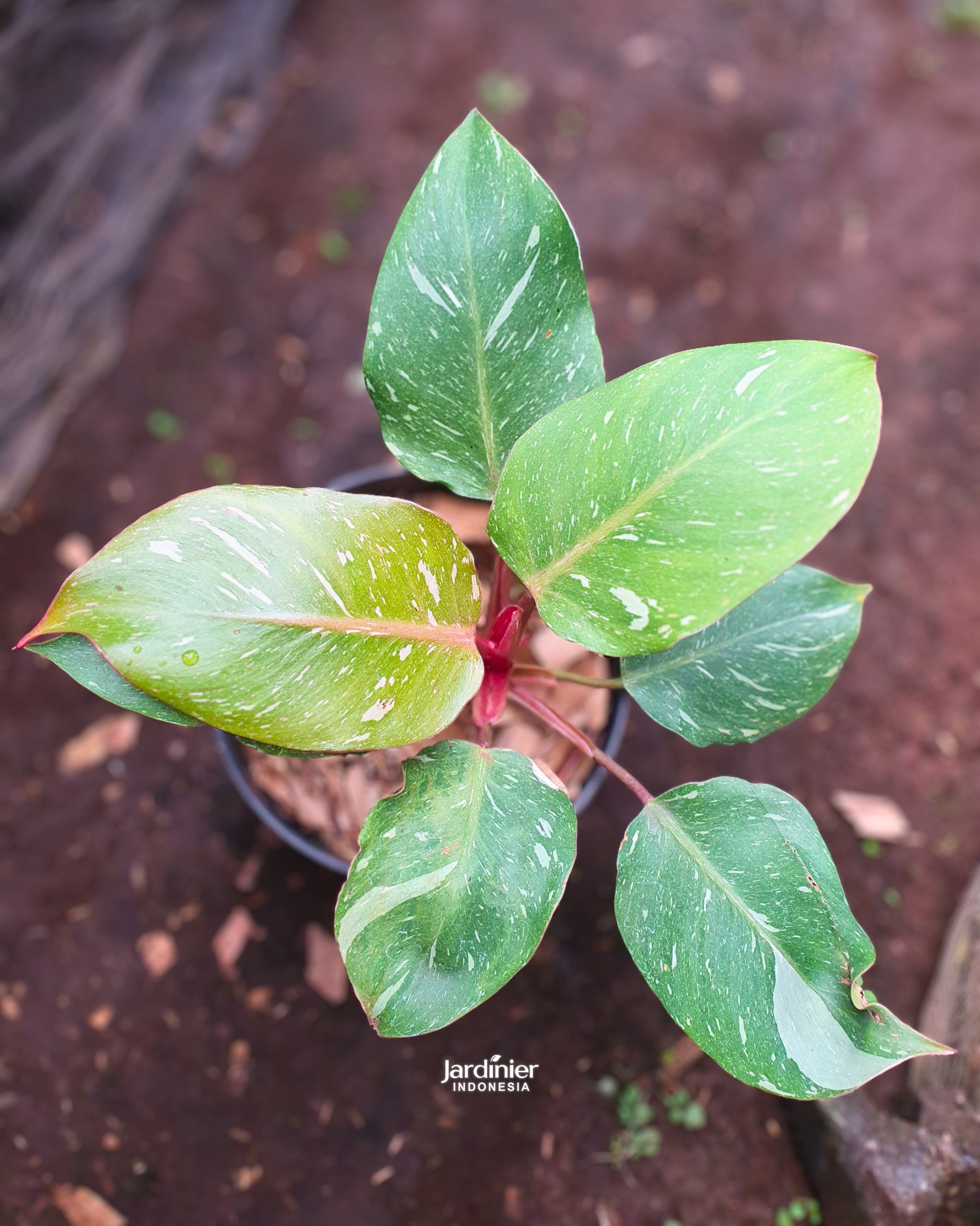 Philodendron White Knight Galaxy