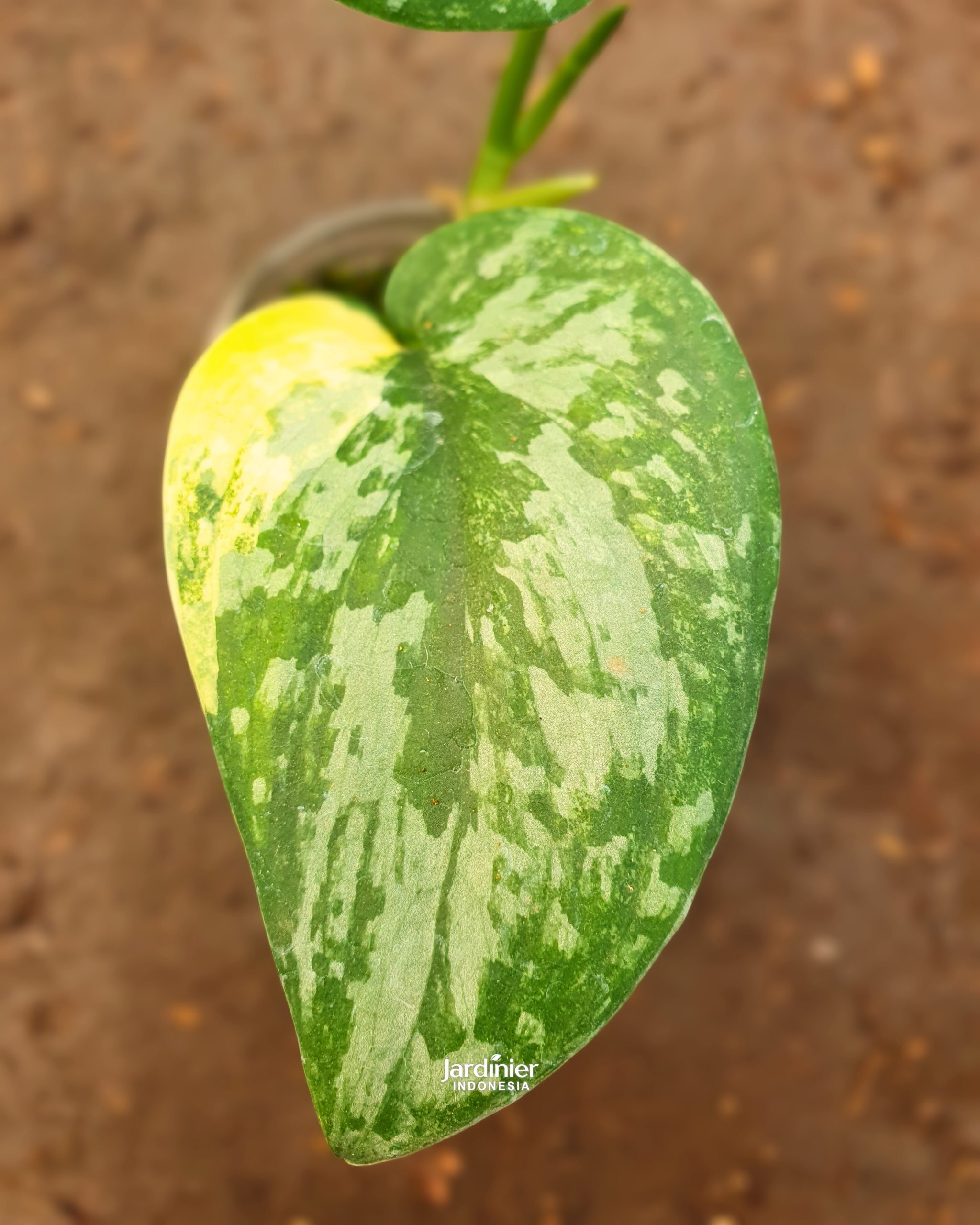 Scindapsus Prabu - Image 3