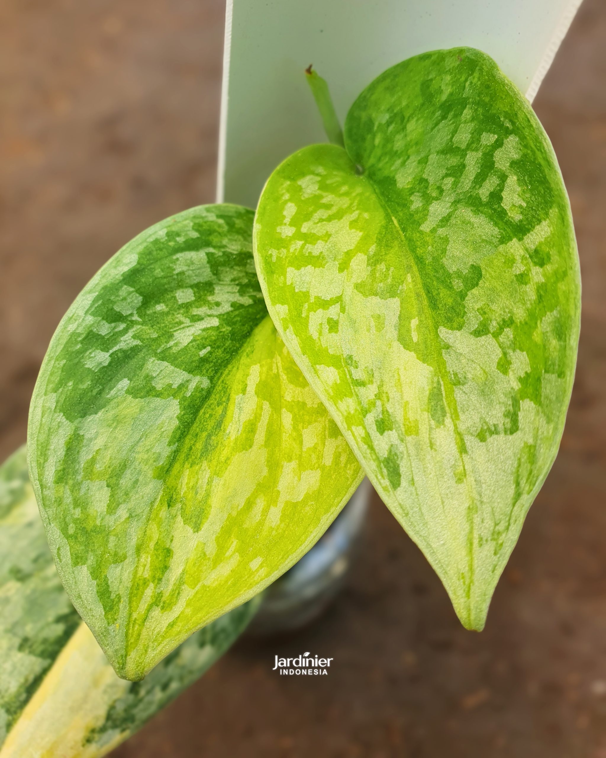 Scindapsus Geulis Peasun - Image 3