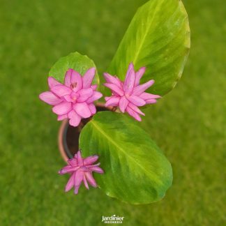 Calathea John Tan