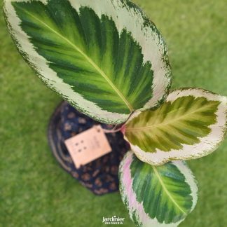 Calathea x Holiday