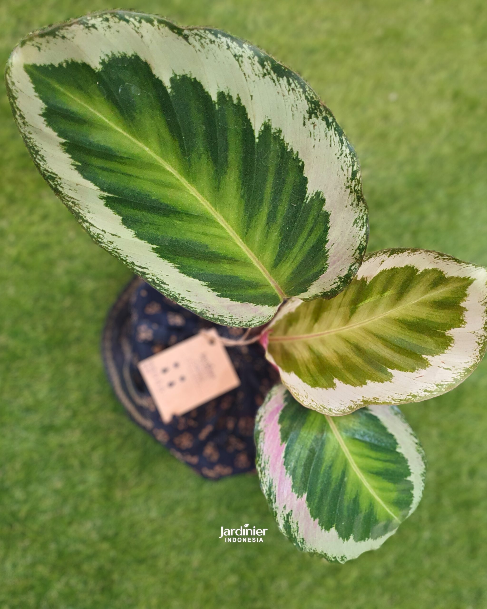 Calathea x Holiday