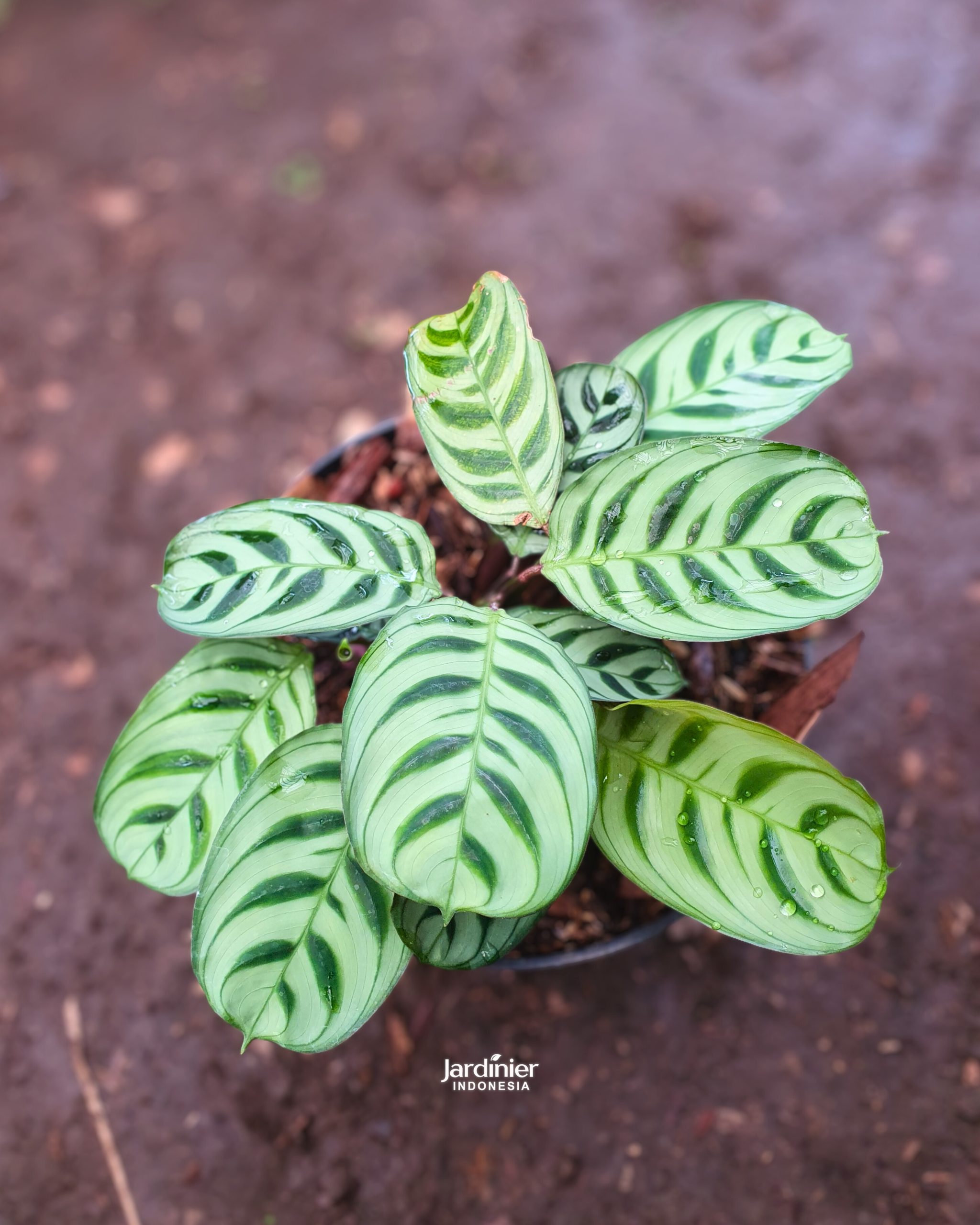 Ctenanthe Burle-Marxii