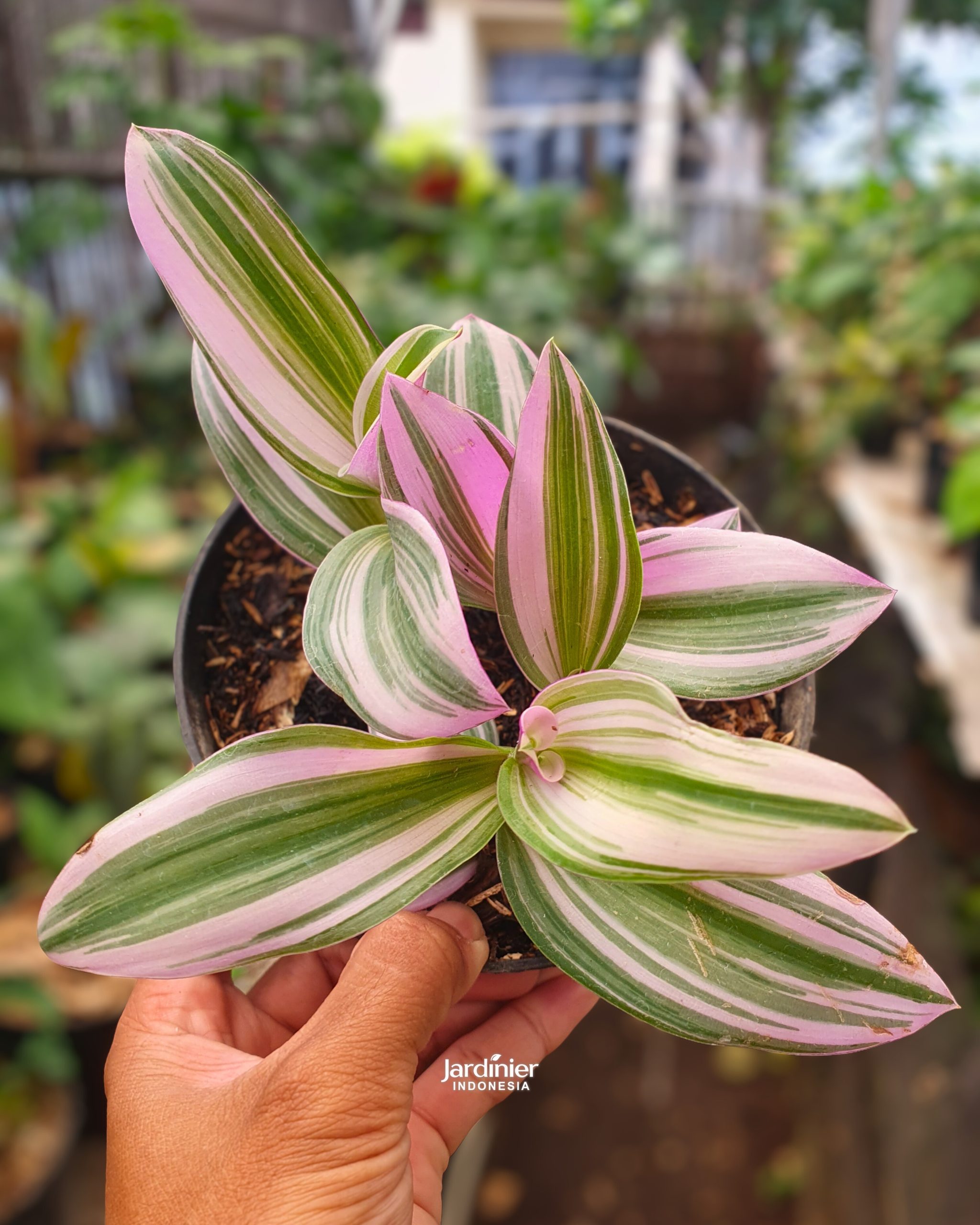 Tradescantia Nanouk #RealPic 161511