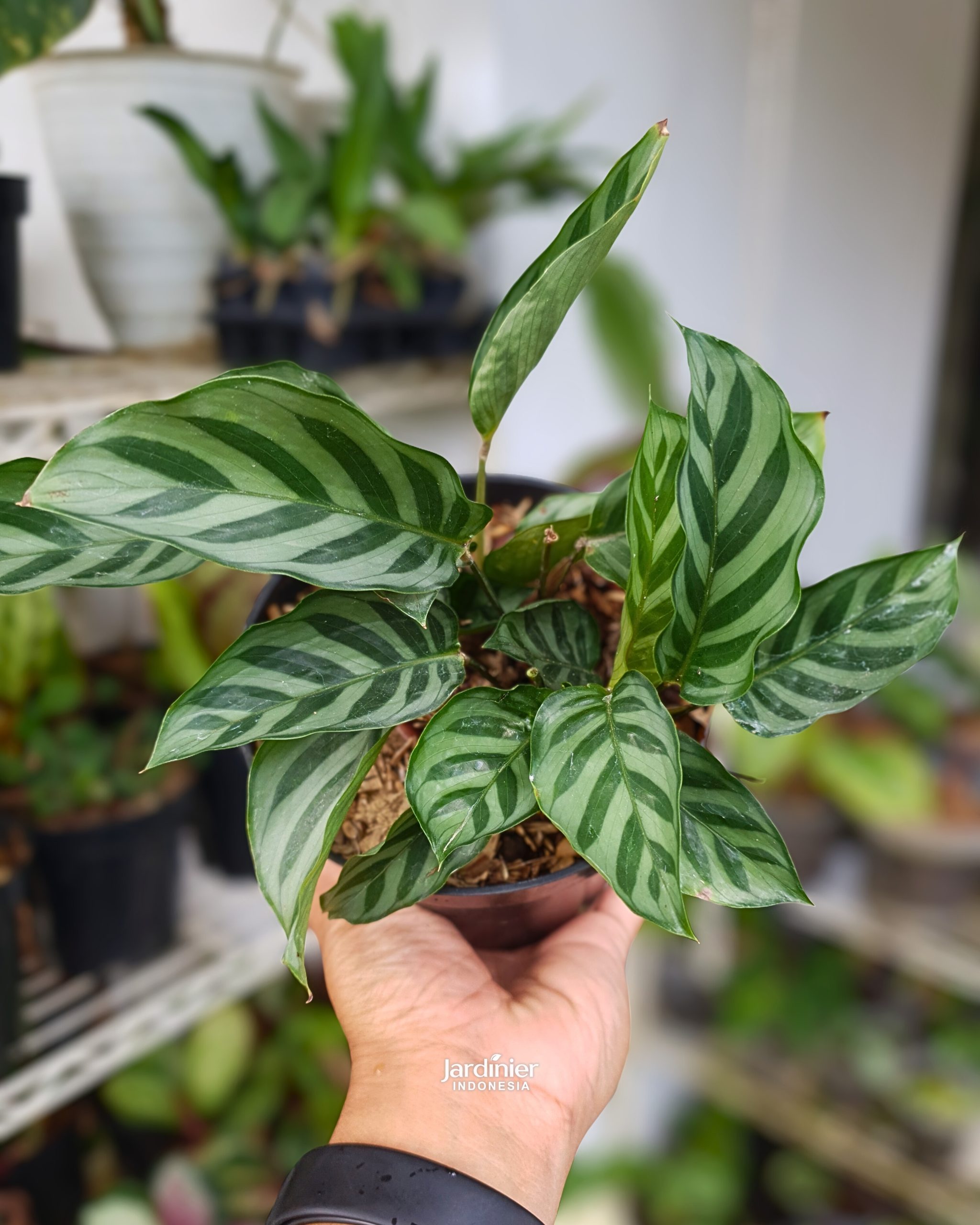 Calathea Freddie