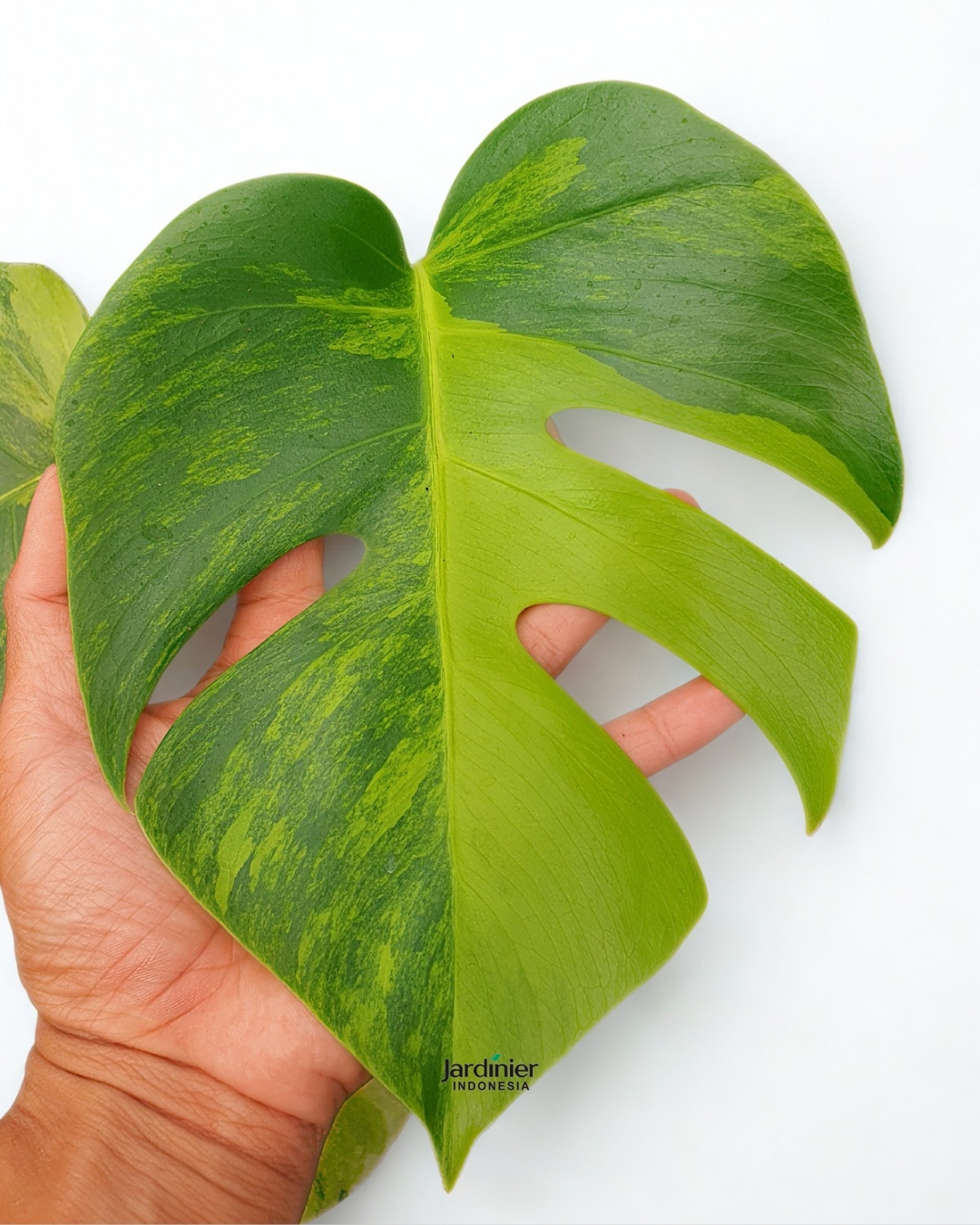 Monstera Deliciosa Aurea Variegata - Image 2