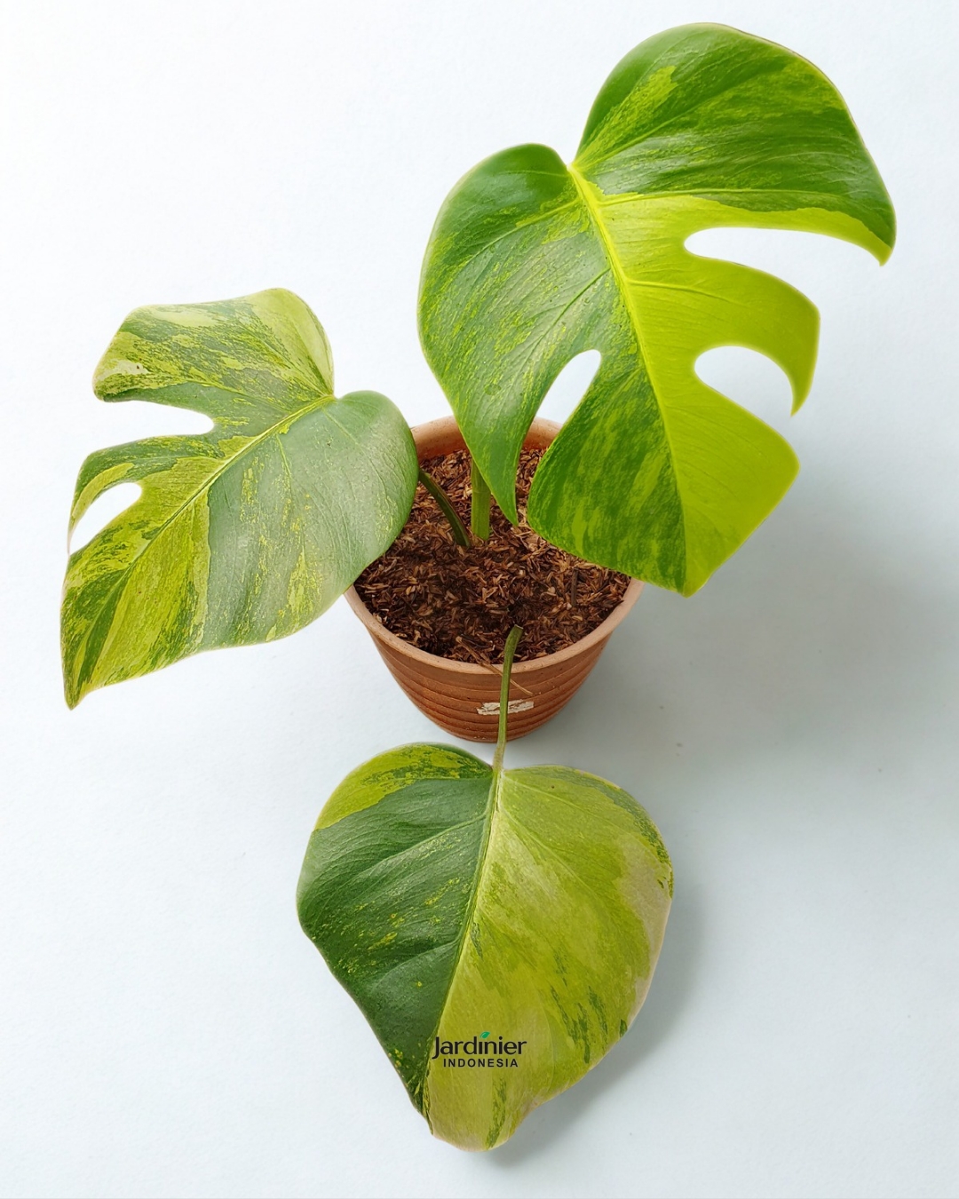Monstera Deliciosa Aurea Variegata
