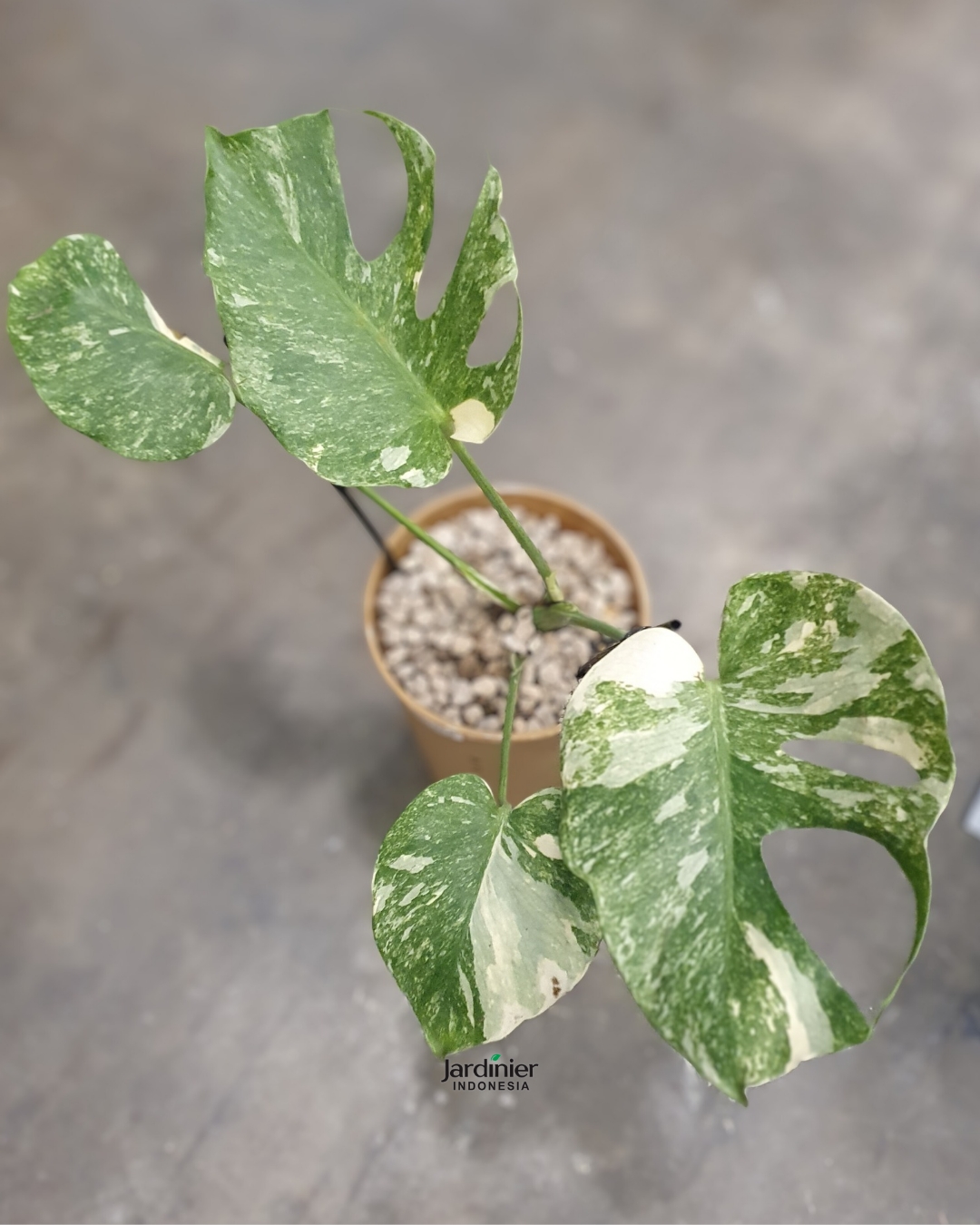 Monstera Deliciosa Platinum
