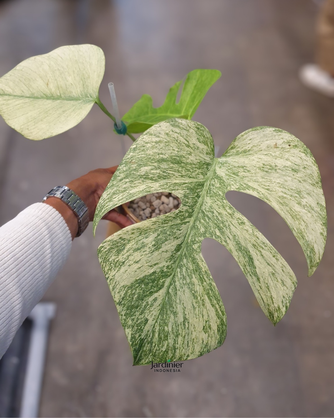 Monstera Deliciosa Mint Variegata
