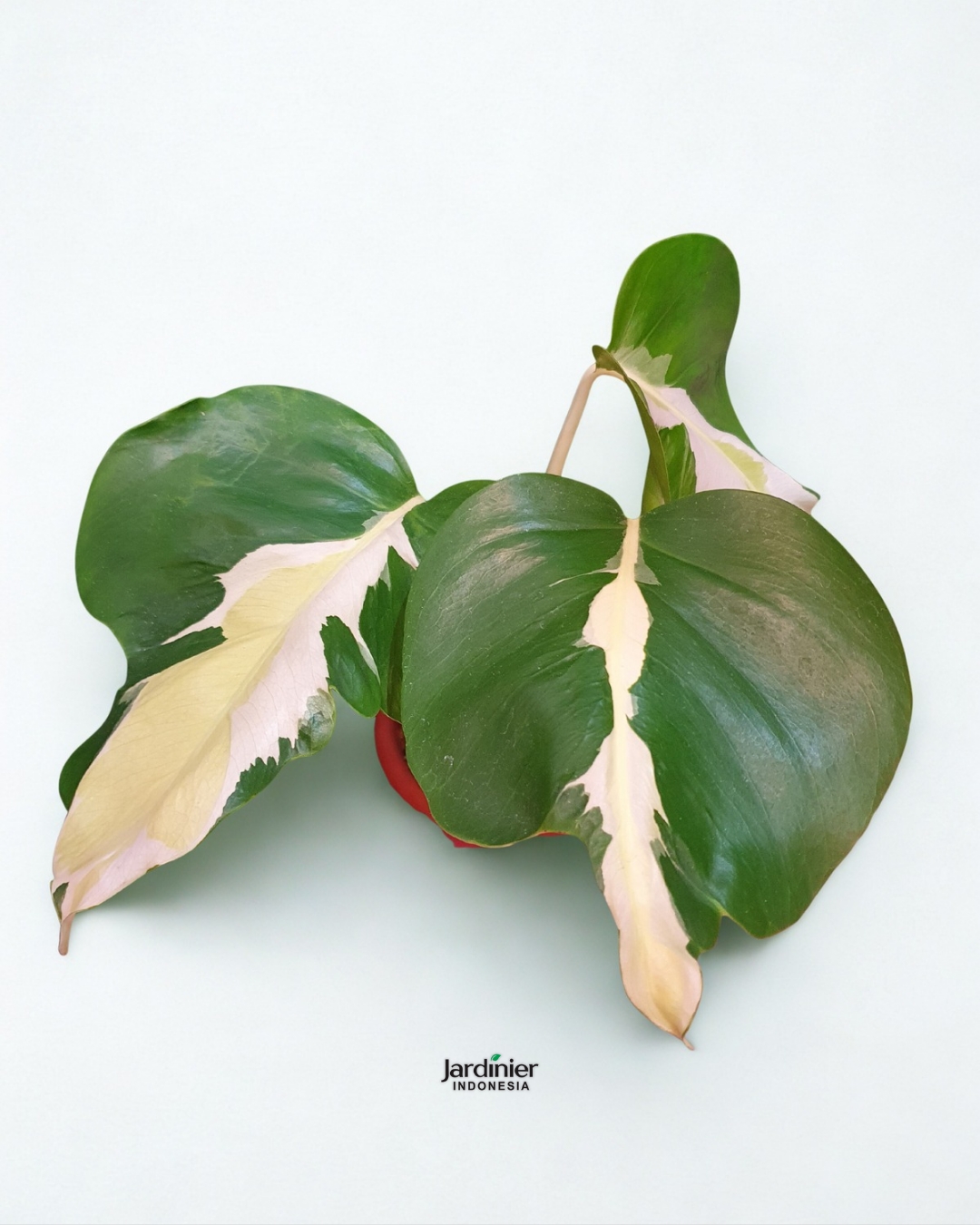 Monstera Deliciosa White Lava