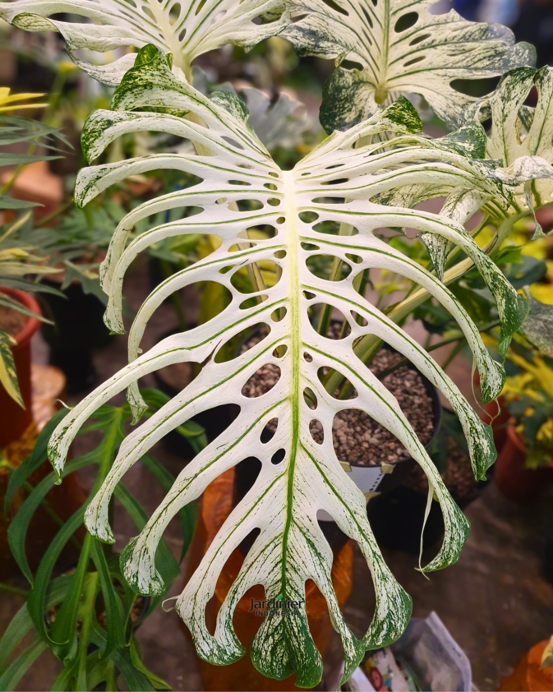 Monstera Deliciosa Devil Monster