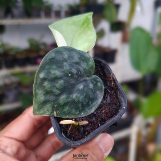 Scindapsus Black Mamba #RealPic 101011