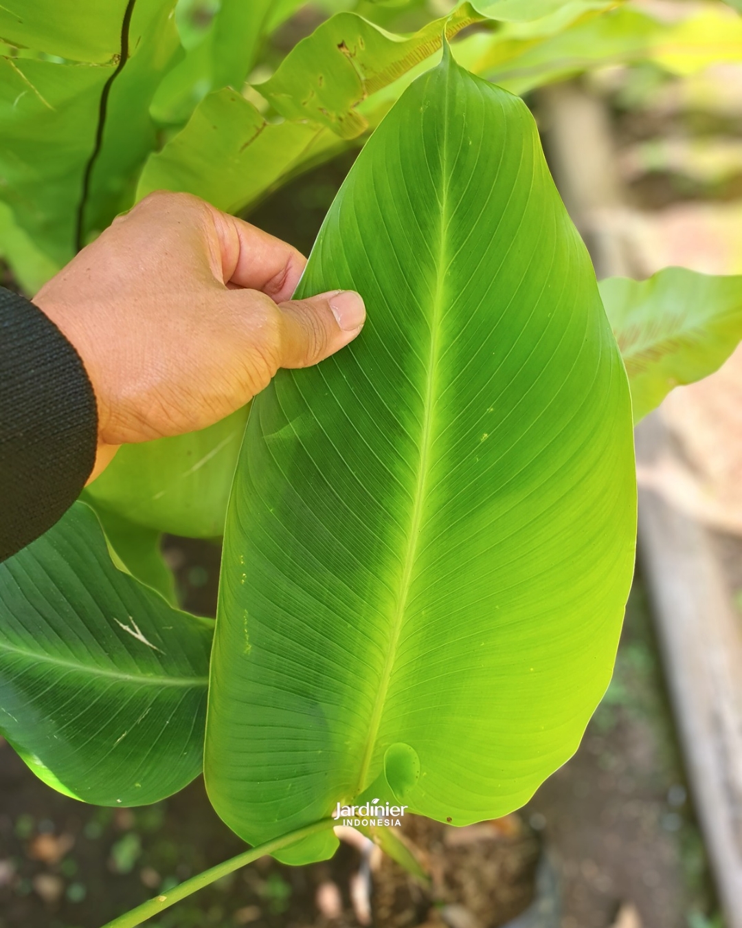 Calathea Crotalifera - Image 2