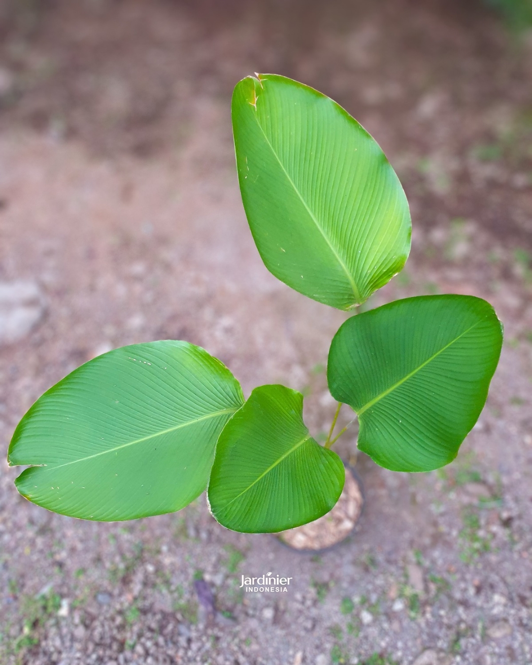 Calathea Lutea