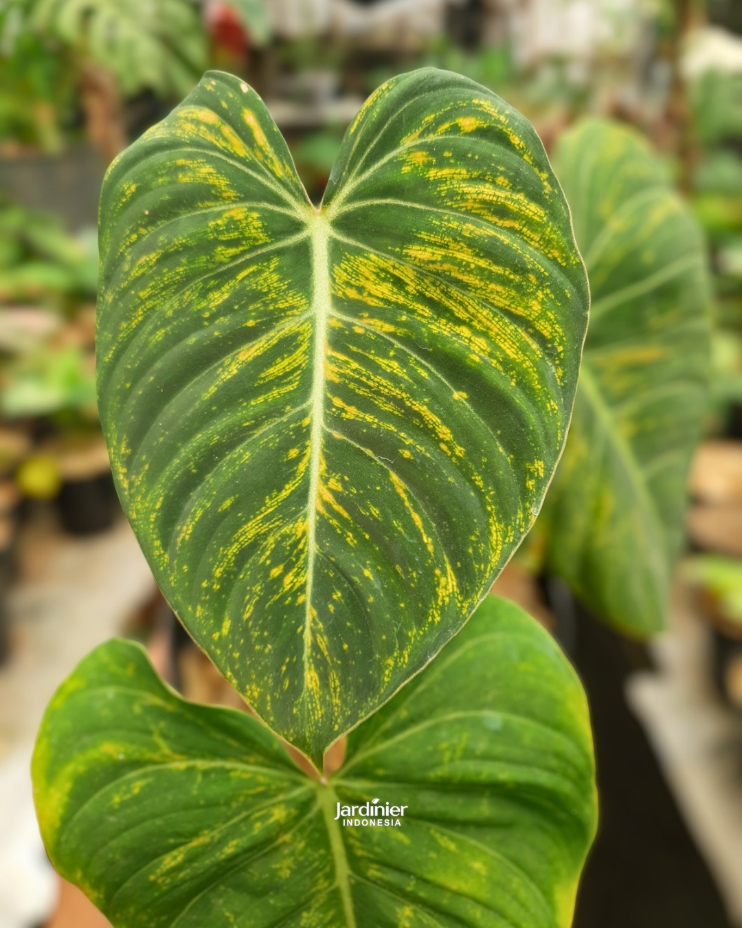 Philodendron Glorious Mutant (Melanochrysum x Gloriosum)