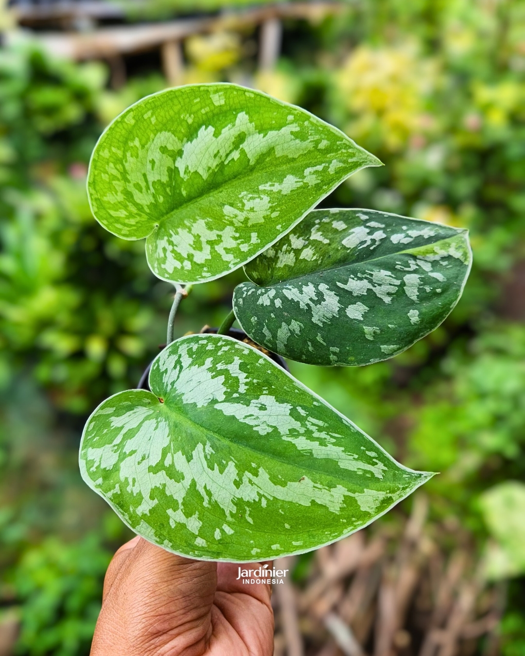 Scindapsus Yellow Medallion Macaro