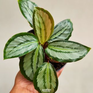 Calathea Picturata Platinum