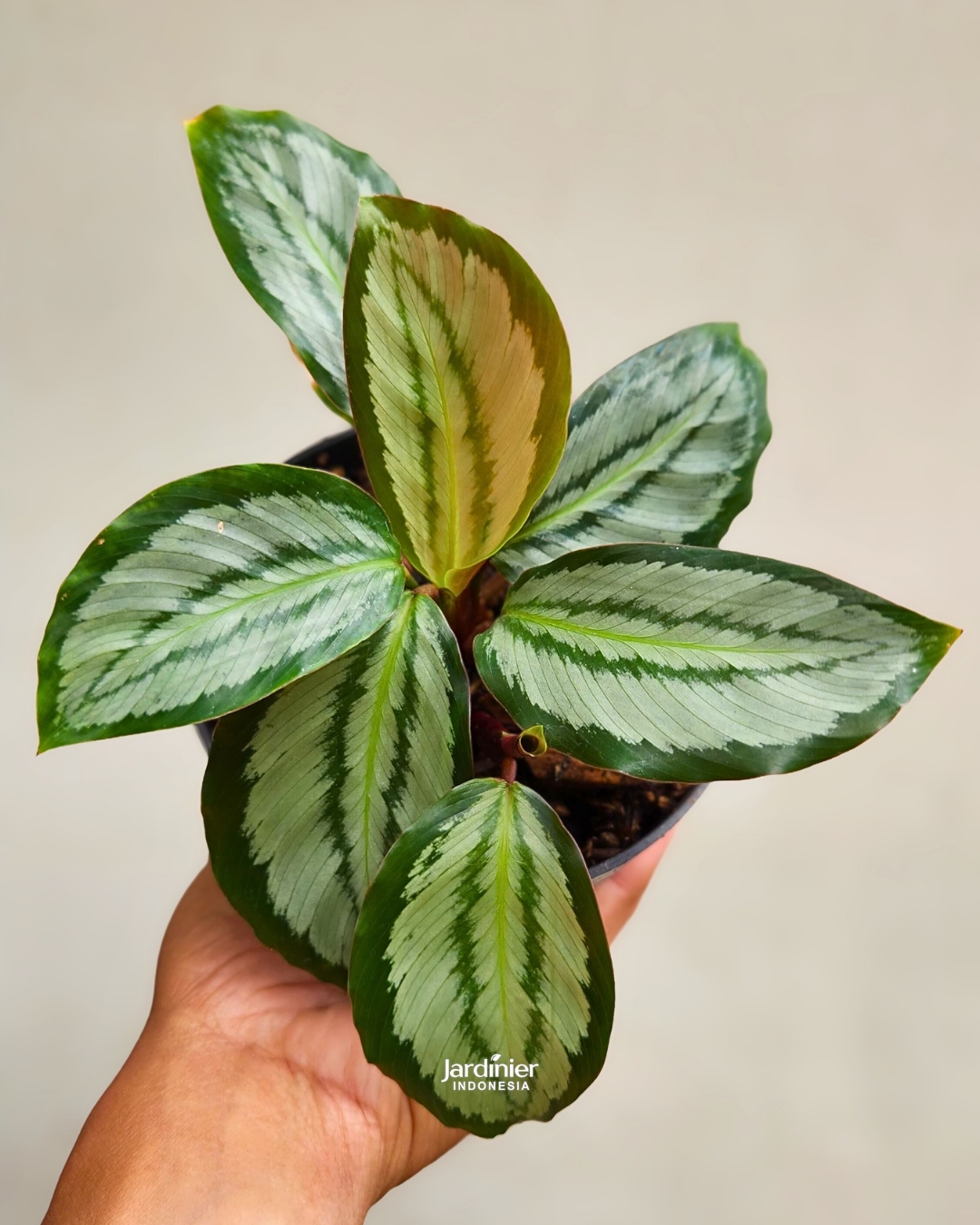 Calathea Picturata Platinum