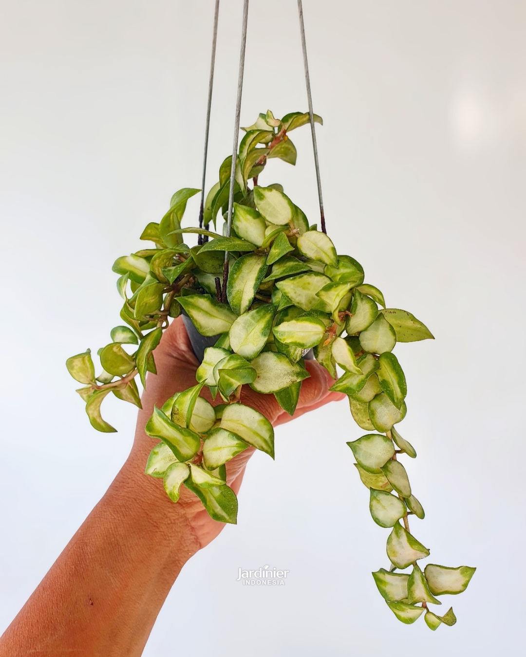 Hoya Lacunosa Var. Tricolor Bruno