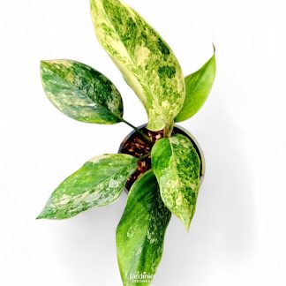 Aglaonema Siam Jade Variegata